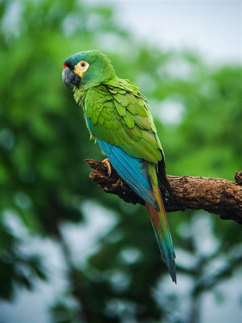 Blue-winged Macaw | Primolius maracana Chapada dos Guimarães… | Flickr