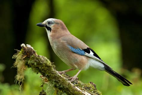 jay, Bird, Nature Wallpapers HD / Desktop and Mobile Backgrounds