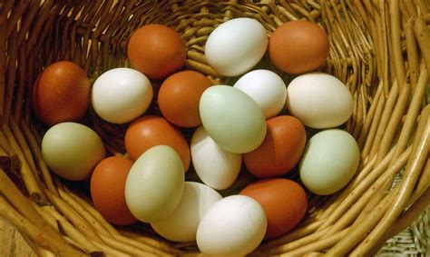 Squaw Creek News: Farm Fresh Eggs