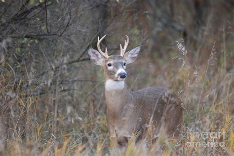 6 Point Buck #2 Photograph by David Murray