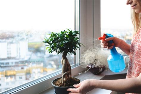 How to Water Bonsai Trees?