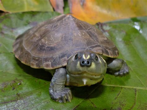 Amazon River Turtle – Life List Blog Posts