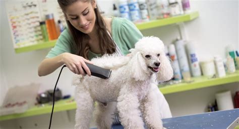 Work From Home Animal Jobs that are Flexible Enough For Mums