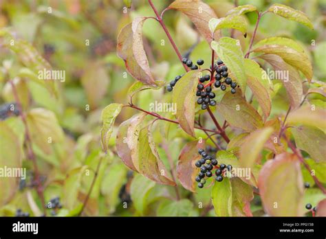 Common Dogwood (Cornus sanguinea) close-up of fruit and leaves in ...