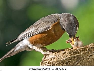 671 Mother Bird Feeding Baby Bird Worm Images, Stock Photos & Vectors ...