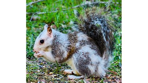 Piebald squirrel sighting - The Charlotte Gazette | The Charlotte Gazette