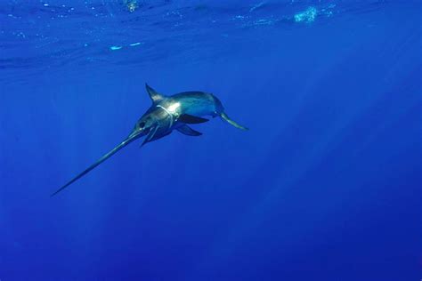 The Surprising Story of Swordfish You May Not Know | NOAA Fisheries