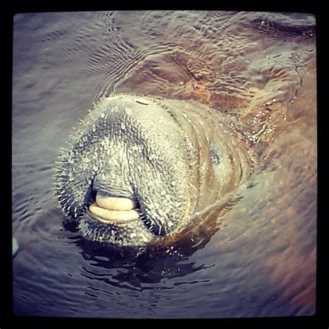 My friend took this picture of a manatee with no teeth. Check out them ...