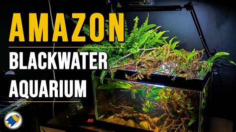 How to: Amazon River Blackwater Aquarium | Blackwater Aquarium Setup - MR BRIGHTFRYED - YouTube