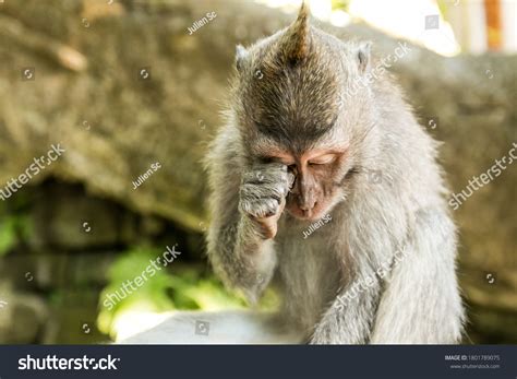 Monkey crying Images, Stock Photos & Vectors | Shutterstock