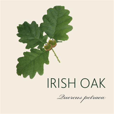 Irish Oak Tree Meaning | Tree Symbolism | The Present Tree