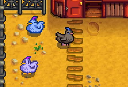 More Blue Chickens at Stardew Valley Nexus - Mods and community