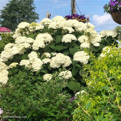 Hydrangea Care - Planting, Growing & Cultural Information