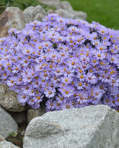 Aster flower meaning • Discover the true meanings of this beautiful flower