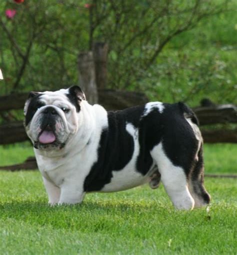 Black and white bully! | Dog breeds, Bulldog, Bulldog dog