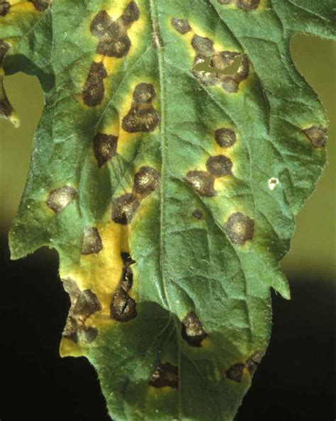 Septoria - a leaf spot fungus you've met before. Organic treatment & more