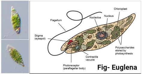 Euglena viridis- An overview