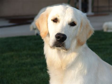 All About Golden Retrievers!: Understanding Adult Care for English Cream Golden Retrievers