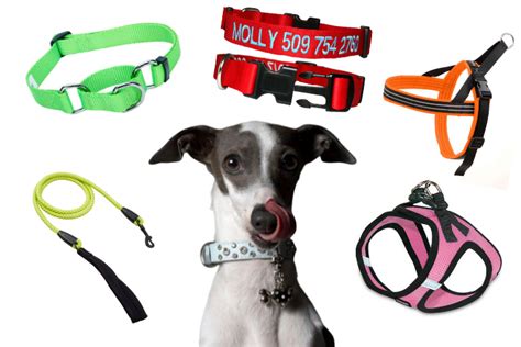 What Is The Best Leash For Dogs