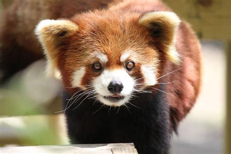 Red Panda Photo by Alexandra Schmeling — National Geographic Your Shot | Red panda, National ...