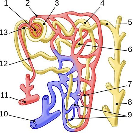 Efferent vs. Afferent Arteriole | Differences & Function - Lesson ...