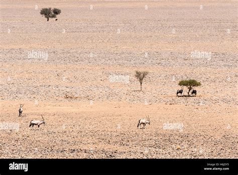 Oryx in the Namib Desert near Sossusvlei, Namibia Stock Photo - Alamy