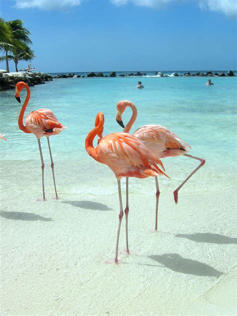 Flamingo beach aruba - sinoladeg