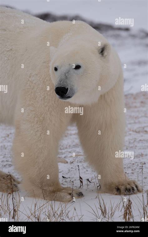 Polar bears in Churchill Stock Photo - Alamy