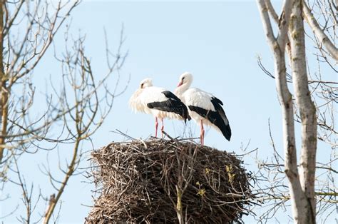 Premium Photo | White storks nesting