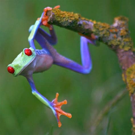 Cool rainbow frog lol | Tree frogs, Frog pictures, Red eyed tree frog