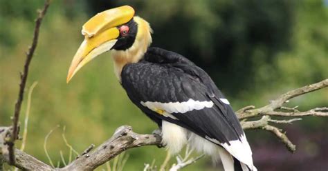 Great Hornbill Behavior - AnimalBehaviorCorner