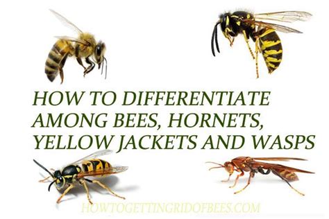 How to Differentiate among Bees, Hornets, Yellow Jackets And Wasps ...