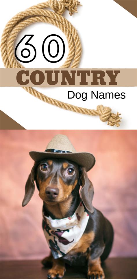 60 Country Dog Names. Dachshund Puppy Names. Learn the Best Dachshund Name ideas for girl ...