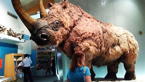 The Woolly Rhino? Unbelievable Ice Age Creatures That Were Larger Than Life