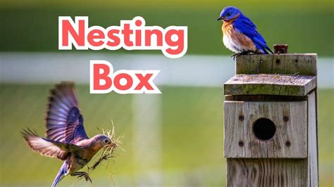 How to install a nesting box for lovebirds | Nest for birds - YouTube