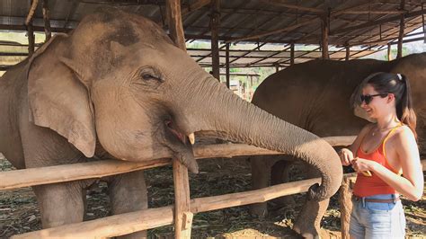 Thailand - Elephant Jungle Sanctuary - Moderately Adventurous