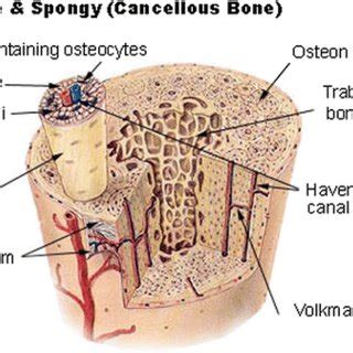 Bone histology: note the distribution of strong (cortical) bone and the ...