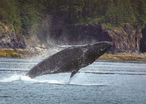 Alaska Whale Watching Tours | Whalewatching in Alaska