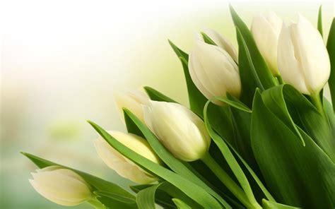 White Tulips Wallpaper - WallpaperSafari