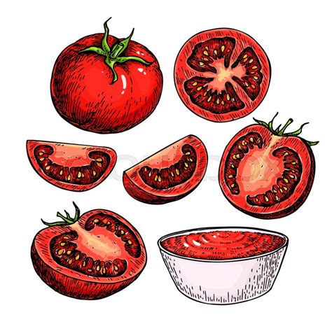 Tomato Drawing at GetDrawings | Free download