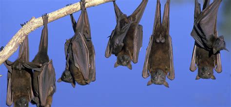 Bat Season in Raleigh! What to Know About Bat Removal | Critter Control of the Triangle