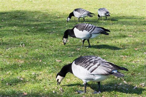 Barnacle Geese | I took this photograph during my spring tri… | Flickr