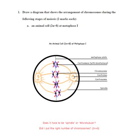 Animal Cell Chromosomes