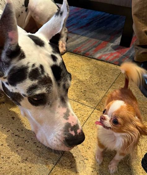 Demi Moore's Tiny Chihuahua Pilaf Meets 'Unlikely' New 'Friend' in New Photos - Parade Pets