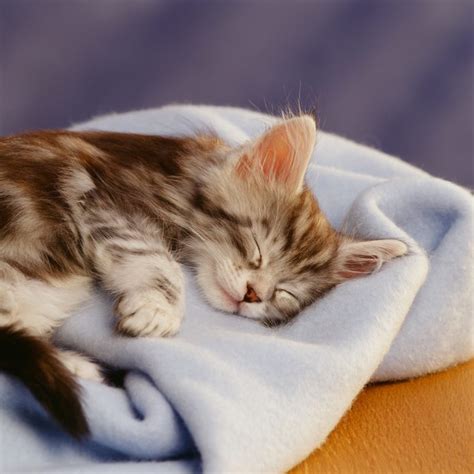Cutest Photos of Kittens Sleeping | Reader's Digest