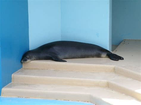 The Online Zoo - Hawaiian Monk Seal