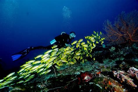 Best Guide to Diving in Raja Ampat - thepointstraveler