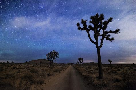 A Desert Road And Joshua Trees At Night by Daniel J Barr