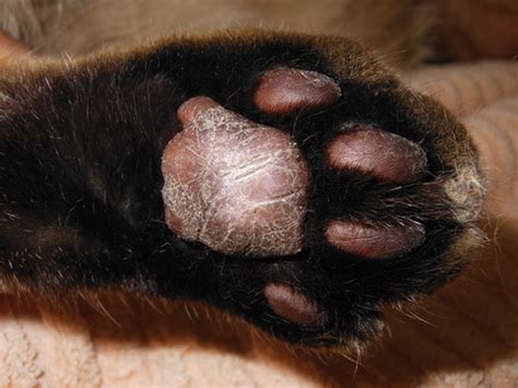 Feline Plasma Cell Pododermatitis | Clinician's Brief