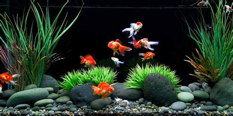 Goldfish Series - Brief Care Guide | The Aquarium Guide